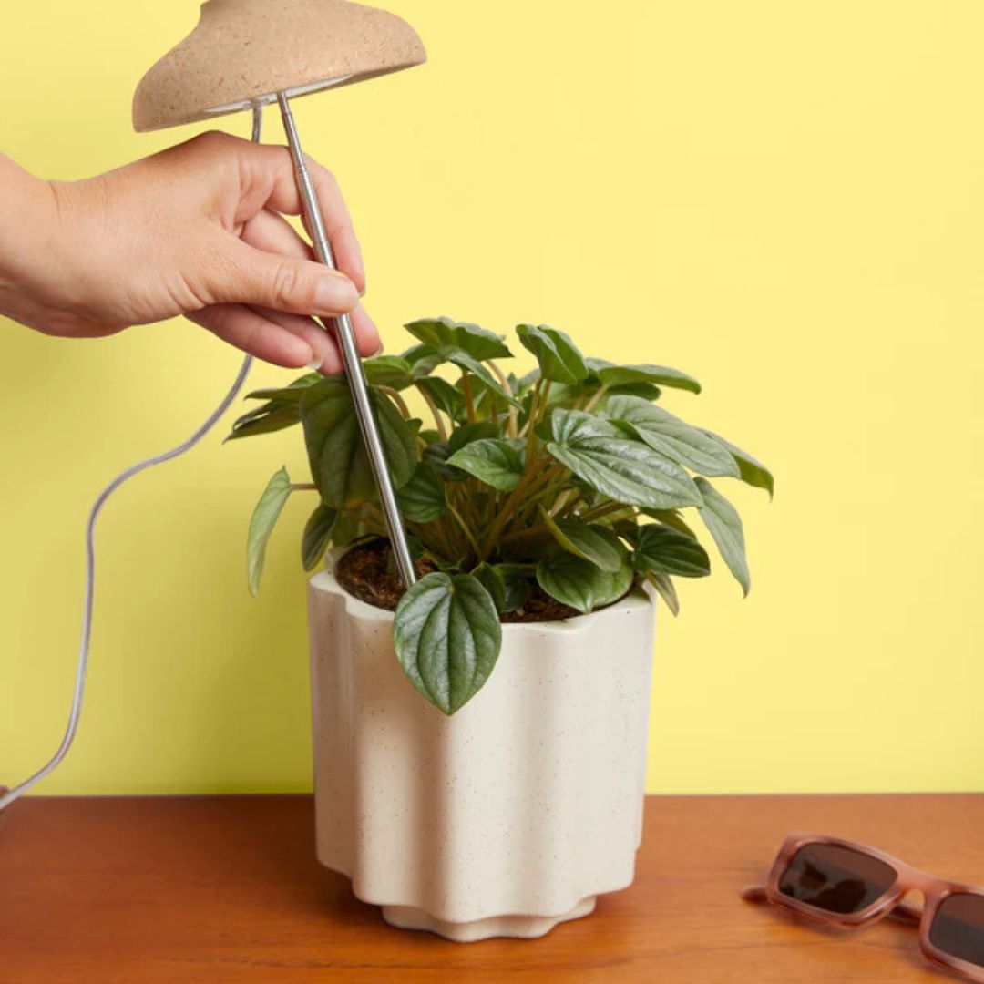 Instant Sun Houseplant Grow Lamp – We The Wild